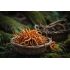 CORDYCEPS v rastlinných kapsliach